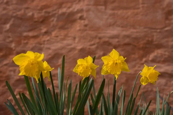 Narcisos en abril con pared marrón — Foto de Stock