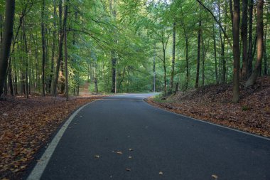 Ormanda asfalt bir yol