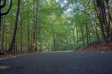 Ormanda asfalt bir yol