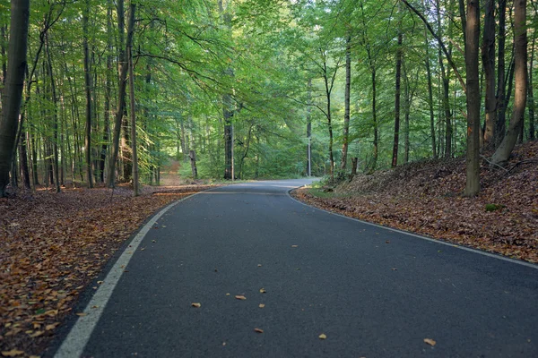 Ormanda asfalt bir yol