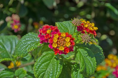 Bahçedeki Lantana Camara çiçeği