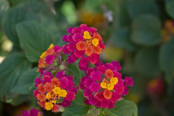 Lantana camara květina v zahradě — Stock fotografie