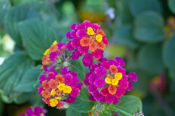 Lantana camara blomma i trädgården — Stockfoto