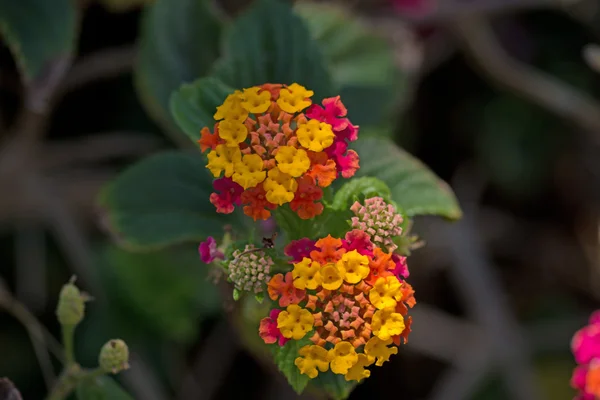 Bahçedeki Lantana Camara çiçeği — Stok fotoğraf