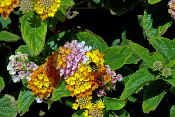 Lantana camara flor en el jardín — Foto de Stock