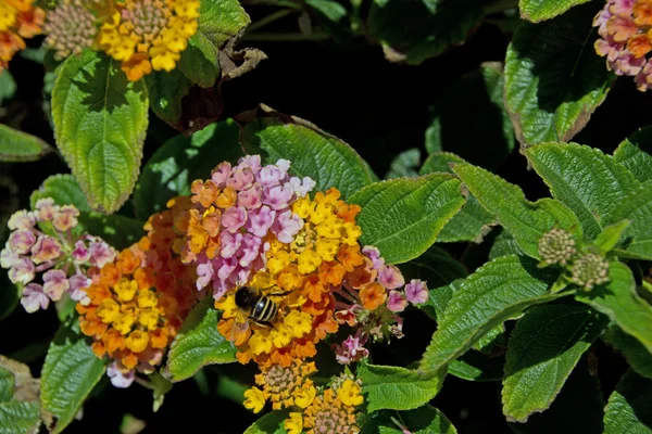 Bahçedeki Lantana Camara çiçeği — Stok fotoğraf