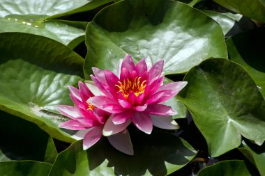 lotus yaprağı pembe su zambağı