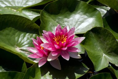 lotus yaprağı pembe su zambağı