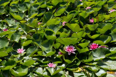 lotus yaprağı pembe su zambağı