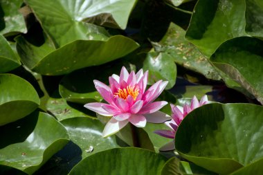 lotus yaprağı pembe su zambağı