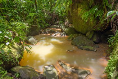 Yağmur ormanlarında küçük kahverengi Nehri