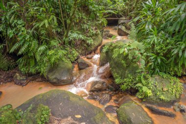 Yağmur ormanlarında küçük kahverengi Nehri