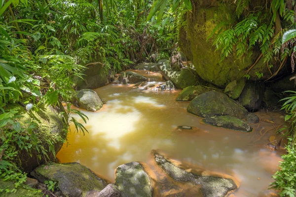 Yağmur ormanlarında küçük kahverengi Nehri