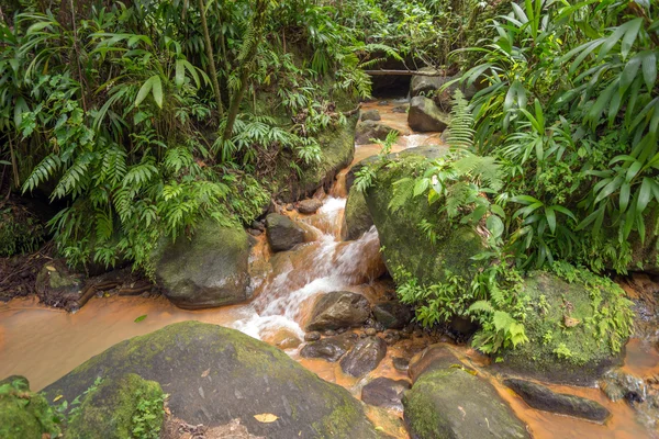 Bruin riviertje in het regenwoud — Stockfoto