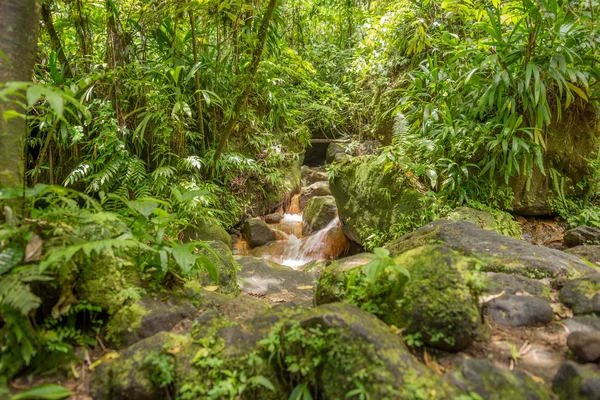 Bruin riviertje in het regenwoud — Stockfoto