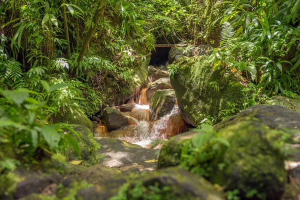 Bruin riviertje in het regenwoud — Stockfoto