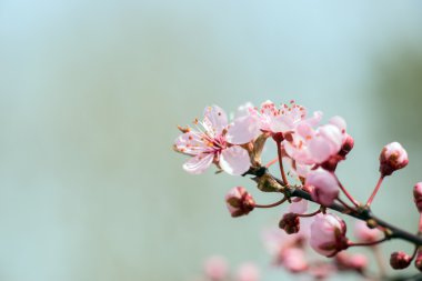 Badem çiçeği bir dalı detay