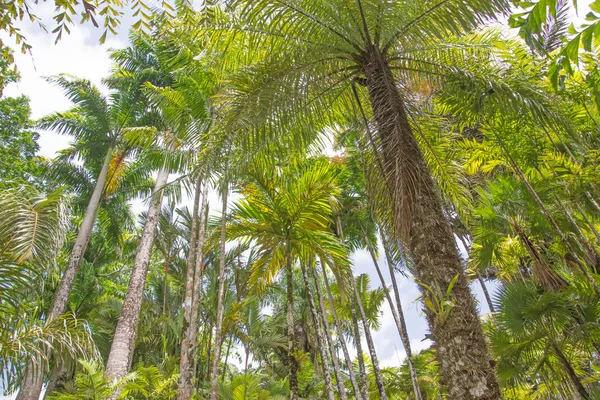 Tropisk palm grove — Stockfoto