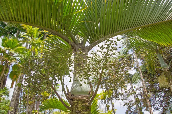 Tropikalnych palm grove — Zdjęcie stockowe