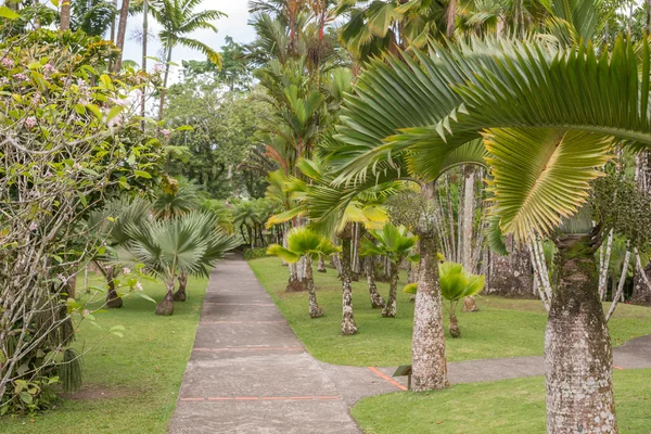 En promenad i parken, Martinique — Stockfoto