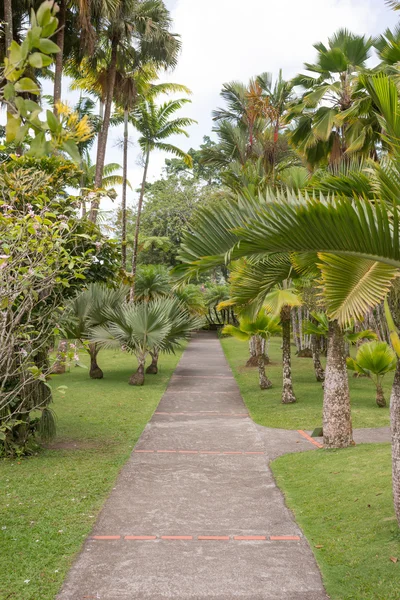 En promenad i parken, Martinique — Stockfoto