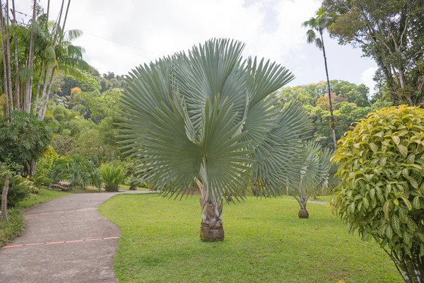 A walk in the Park, Martinique — Stock Photo, Image