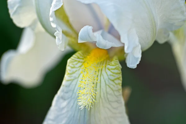 白いアイリスの花のマクロ — ストック写真