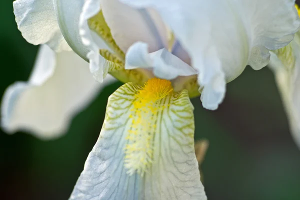 Makro einer weißen Irisblüte — Stockfoto