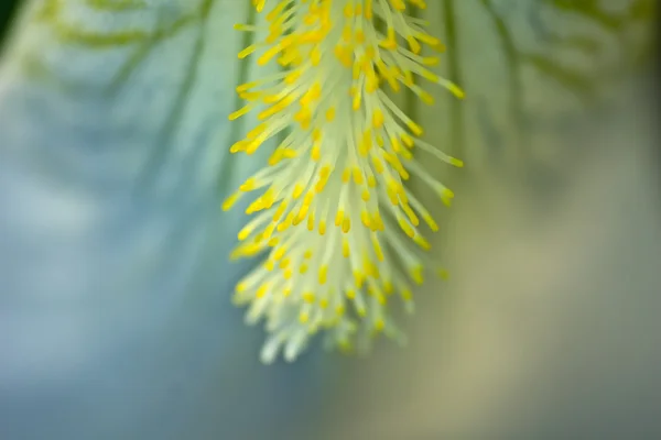 Macro de uma flor de íris branca — Fotografia de Stock