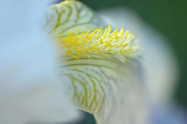 Makro einer weißen Irisblüte — Stockfoto