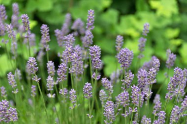 güzel lavanta bahçede büyüyen