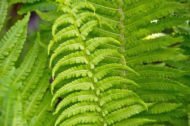 Güzel eğreltiotu yaprakları