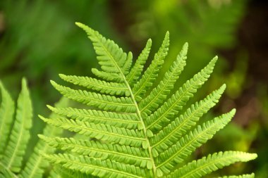 Güzel eğreltiotu yaprakları