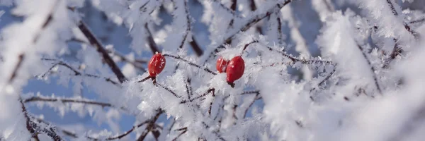 Röda nypon på busken i vinter — Stockfoto