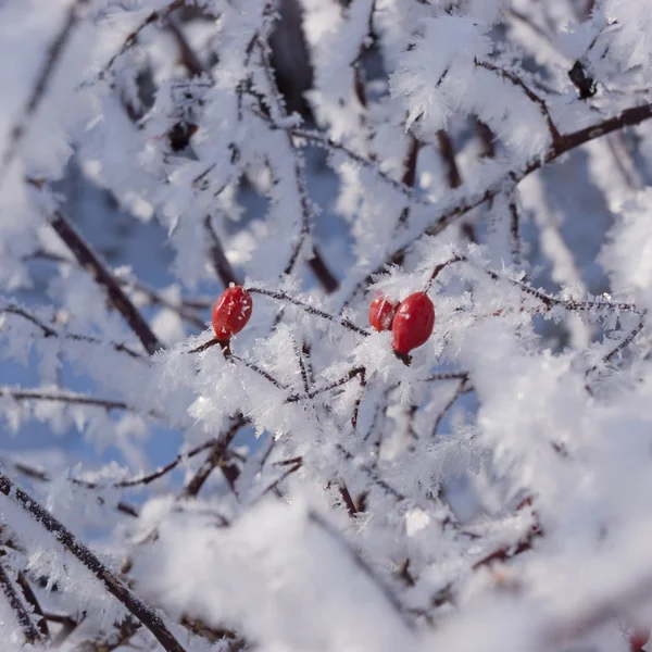 Czerwona róża dzika na krzaku w zimie — Zdjęcie stockowe