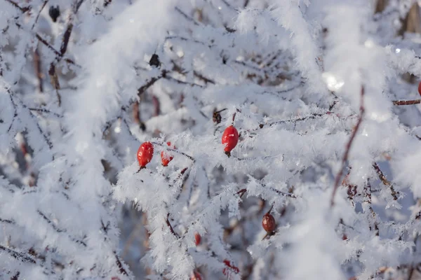 Červené šípky na Bushe v zimě — Stock fotografie
