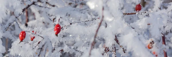 Röda nypon på busken i vinter — Stockfoto