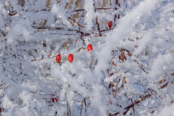 Red rose hips on the bush in winter — Stock Photo, Image