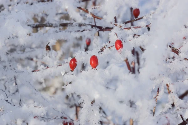 Cuisse de rose rouge sur le buisson en hiver — Photo