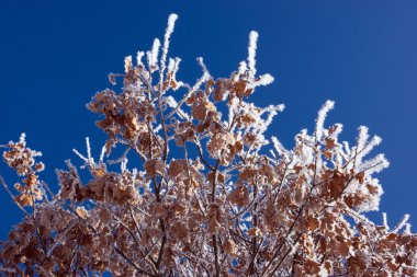 Detay Don meşe yaprağı kış orman kaplı