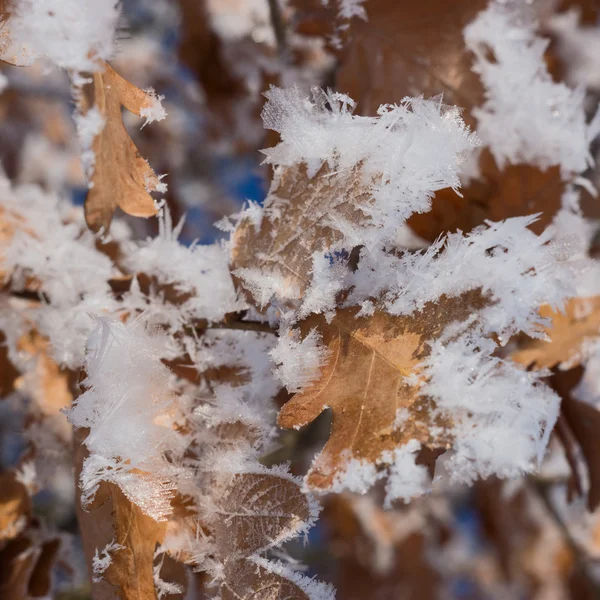 Hoar frost covered oak leaves at winter forest — Stock Photo, Image