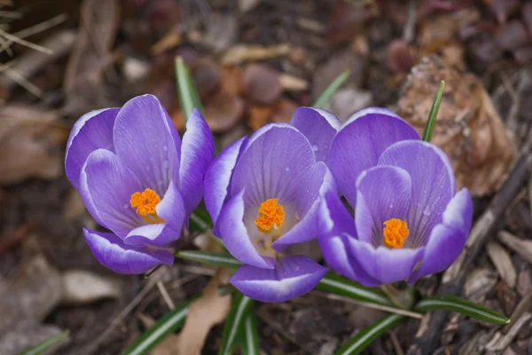 Lente paarse crocus — Stockfoto