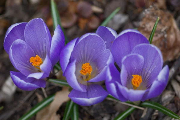 Cocodrilo púrpura primavera —  Fotos de Stock