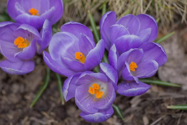 Spring purple crocus — Stock Photo, Image