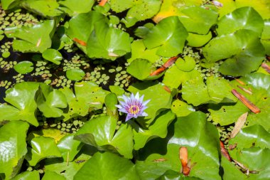 Çiçek açan Nilüfergiller nilüferler üzerine sığ gölet