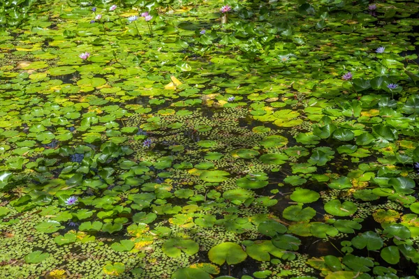 Nymphaeaceae lírios aquáticos florescendo em lagoa rasa — Fotografia de Stock