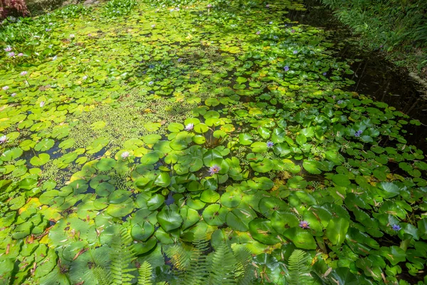 Ninfas florecientes nenúfares en estanque poco profundo — Foto de Stock