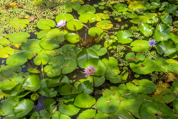 Bloeiende Waterleliefamilie waterlelies op ondiepe vijver — Stockfoto