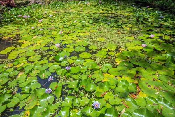 Çiçek açan Nilüfergiller nilüferler üzerine sığ gölet — Stok fotoğraf