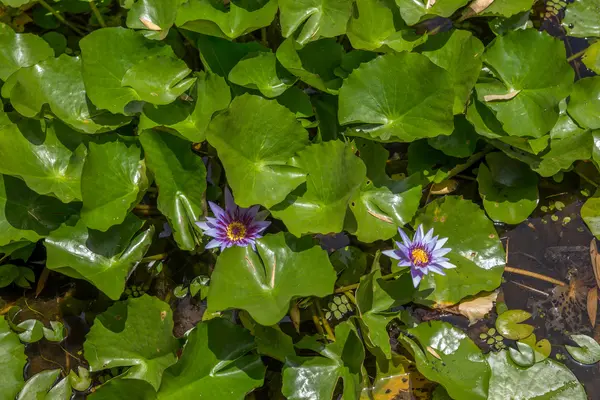 Ninfas florecientes nenúfares en estanque poco profundo — Foto de Stock